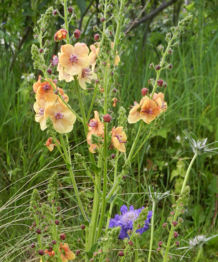 Verbascum