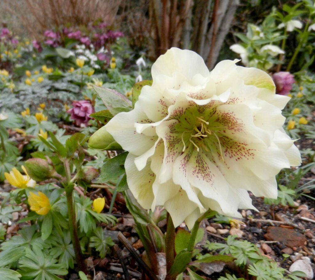 Hellebores