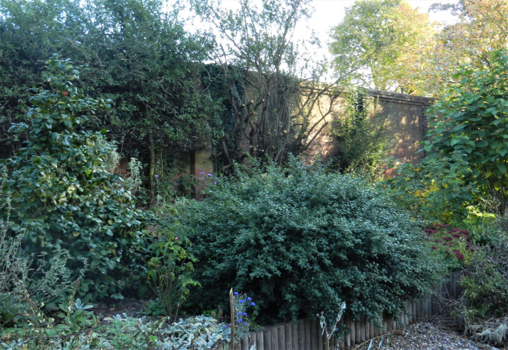 Part of a heavily overgrown garden area adjoining the large gravel parking area of a Georgian house, which I was asked to redesign