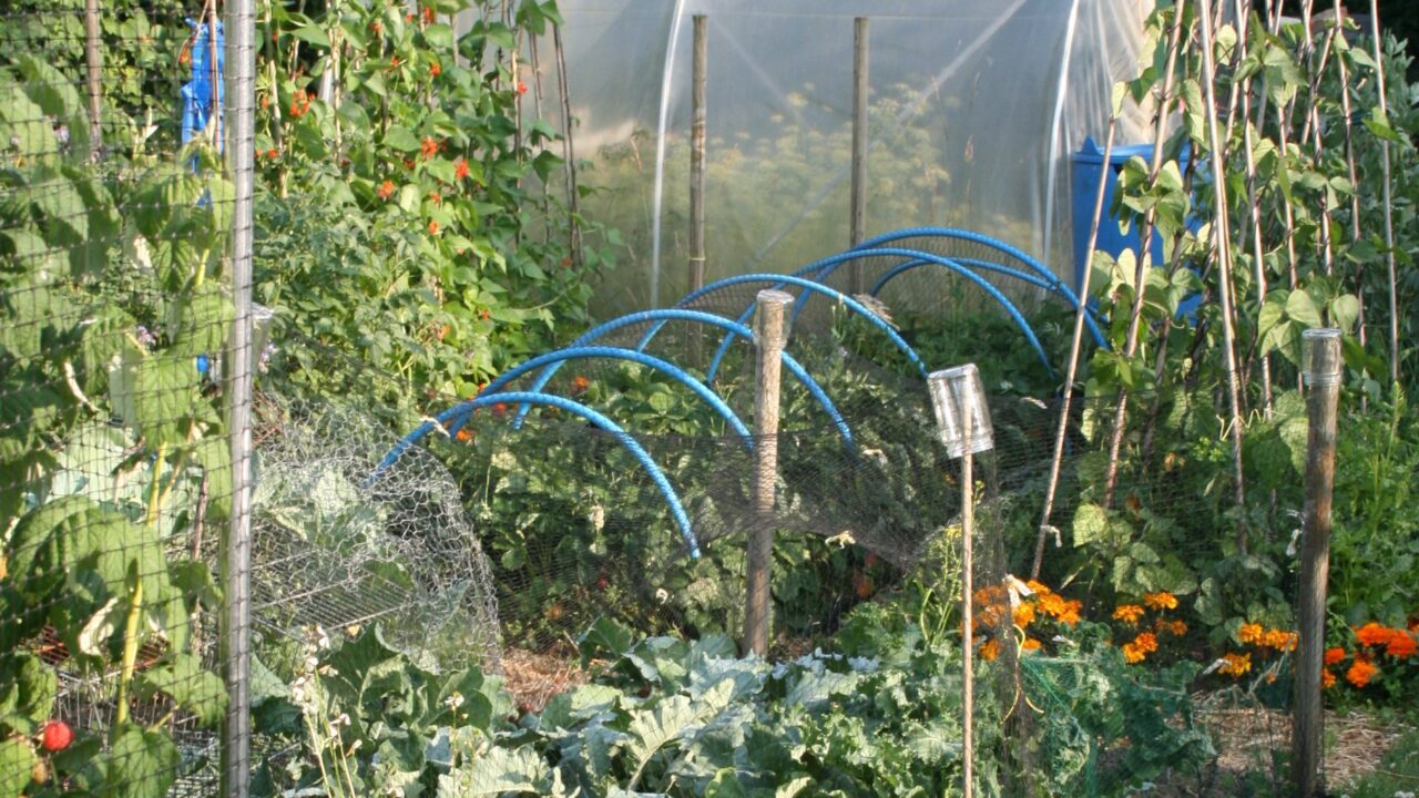 Vegetable Garden