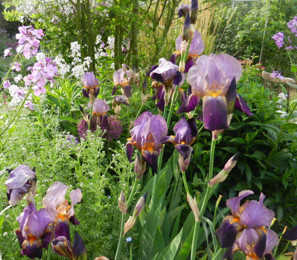 in my garden