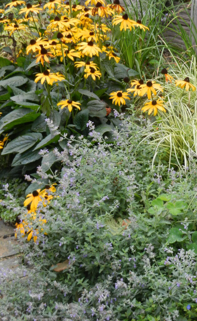 planting with rudbeckia and nepeta