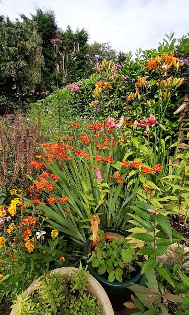 veras garden hot colours