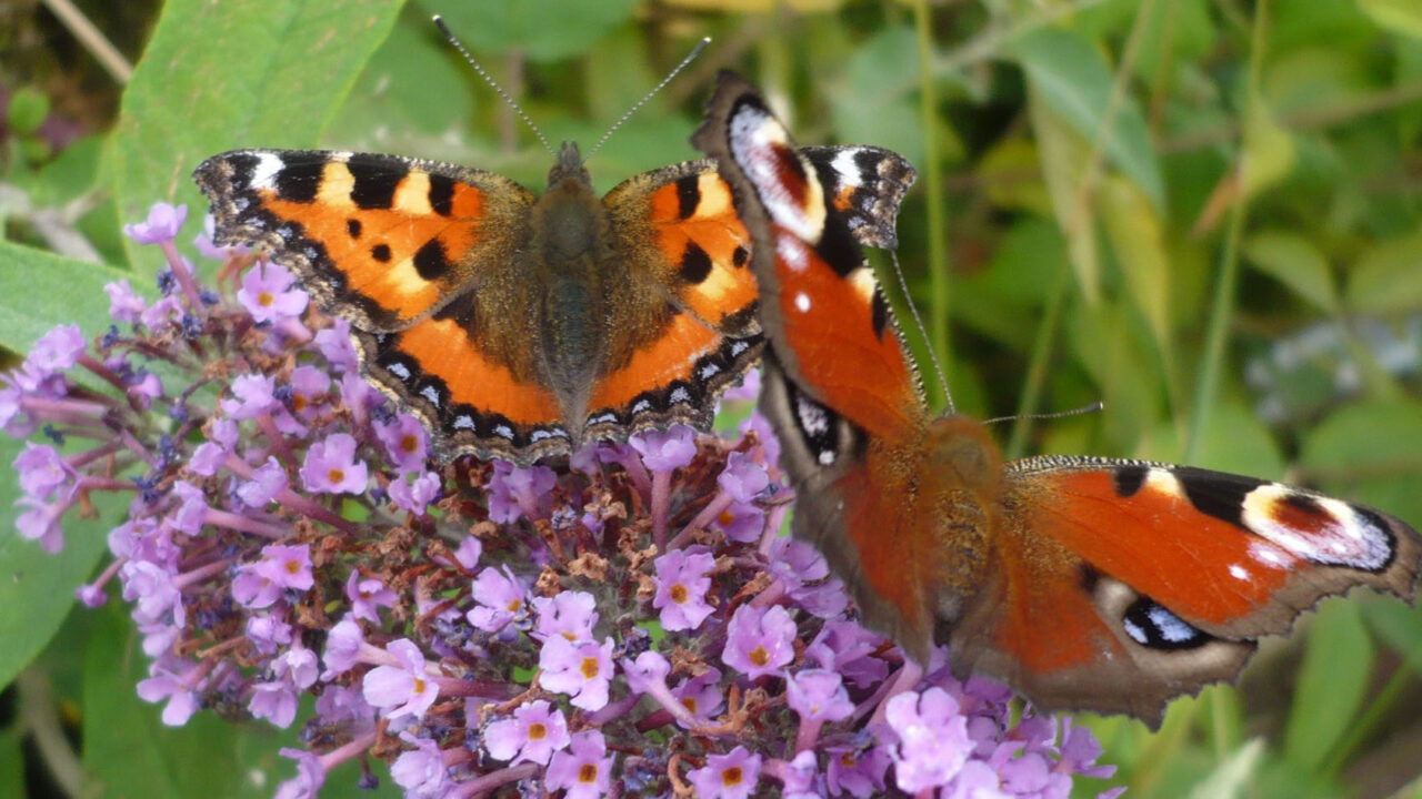 wildlife gardening - butterflies