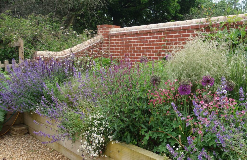 New border shown in first summer after planting